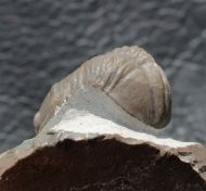 Struveaspis cf. maroccanica ALBERTI 1970