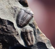 Ellipsocephalus hoffi (Schlotheim, 1823)