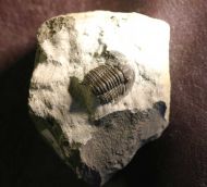 Cornuproetus cornutus GOLDFUSS