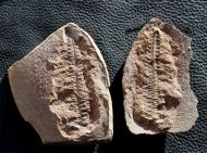 Alethopteris sullivantii (Lesquereux)