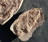 Alethopteris sullivantii (Lesquereux)