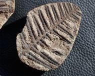 Pecopteris vestita Lesquereux, 1879