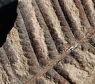 Pecopteris vestita Lesquereux, 1879