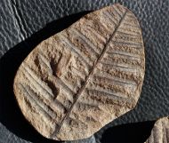 Pecopteris vestita Lesquereux, 1879