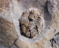 Gravicalymene arcuata (Price, 1982)