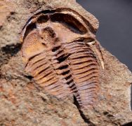 Ctenocephalus coronatus (Barrande, 1846)