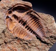 Ctenocephalus coronatus (Barrande, 1846)