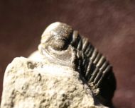 Gerastos cuvieri (STEININGER, 1831)