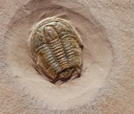 Modocia typicalis (Resser, 1938)