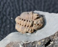 Geesops sparsinodosus gallicus (Struve, 1982)