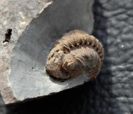 Geesops sparsinodosus gallicus (Struve, 1982)