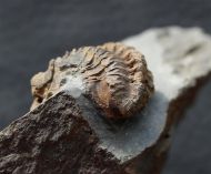 Geesops sparsinodosus gallicus (Struve, 1982)
