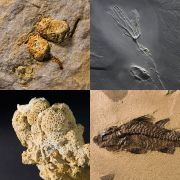 Fossil calender 2015 - Split open