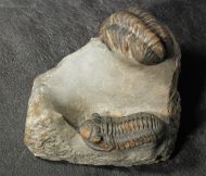 Morocconites sp. & Reedops cephalotes