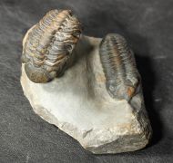 Morocconites sp. & Reedops cephalotes