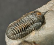 Morocconites sp. & Reedops cephalotes