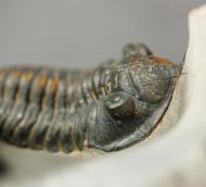 Morocconites sp. & Reedops cephalotes