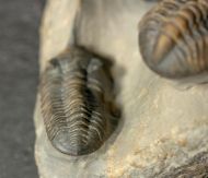 Morocconites sp. & Reedops cephalotes