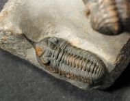 Morocconites sp. & Reedops cephalotes