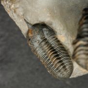 Morocconites sp. & Reedops cephalotes