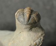 Morocconites sp. & Reedops cephalotes