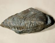 Burmeisterella vixarmata WENNDORF 1990