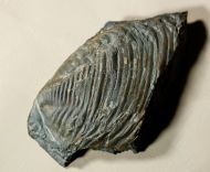 Burmeisterella vixarmata WENNDORF 1990