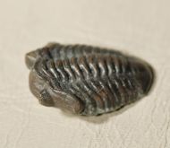 Acastocephala macrops (Salter, 1864)