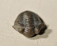 Acastocephala macrops (Salter, 1864)