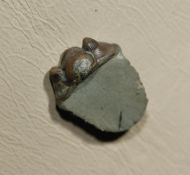 Acastocephala macrops (Salter, 1864)