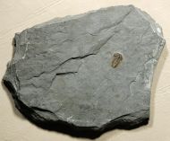 Brachyaspidion microps ROBINSON, 1971