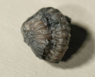 Flexicalymene senaria (CONRAD, 1841)