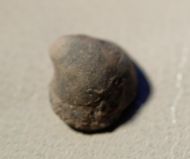 Crurithyris clannyana (KING, 1848)