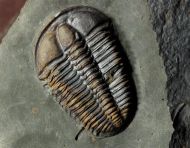 Conocoryphe sulzeri (Schlotheim 1823)