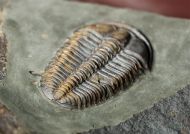 Conocoryphe sulzeri (Schlotheim 1823)