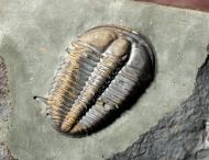 Conocoryphe sulzeri (Schlotheim 1823)