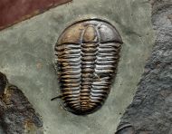 Conocoryphe sulzeri (Schlotheim 1823)