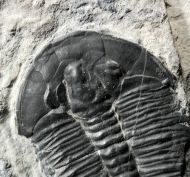 Elrathia kingi (Meek 1870)