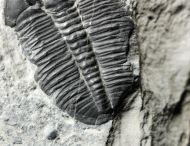 Elrathia kingi (Meek 1870)