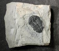 Elrathia kingi (Meek 1870)