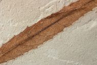 Salix cockerelli Brown, R. W., 1934