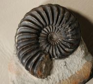 Pleuroceras solare (Phillips 1829)