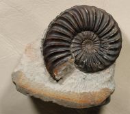 Pleuroceras solare (Phillips 1829)