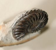 Pleuroceras solare (Phillips 1829)
