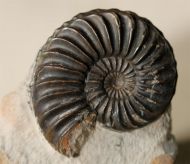 Pleuroceras solare (Phillips 1829)