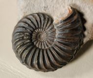 Pleuroceras solare (Phillips 1829)