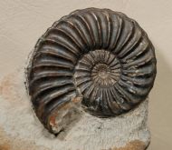Pleuroceras solare (Phillips 1829)