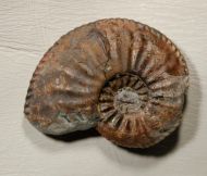 Amaltheus margaritatus MONTFORT, 1808