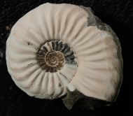 Pleuroceras spinatum (Bruguire 1789)