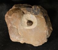 Dalejeproetus sagaouii Johnson & Fortey 2012
